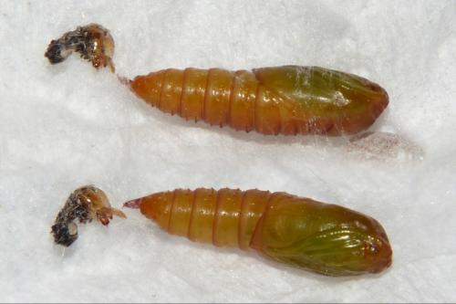 Réf. 192 661 : Cacoecimorpha pronubana
